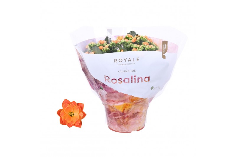 Kalanchoe rosalina oranje royale 