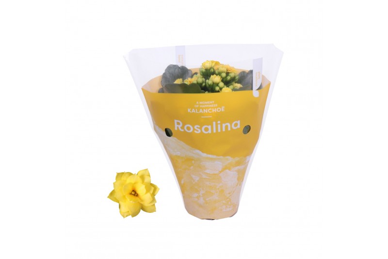 Kalanchoe rosalina don amarillo in gele hoes 