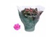 Kalanchoe rosalina roze 