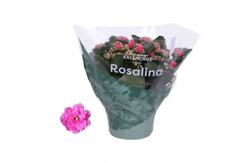 Kalanchoe rosalina roze 