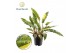 Philodendron narrow ring of fire 
