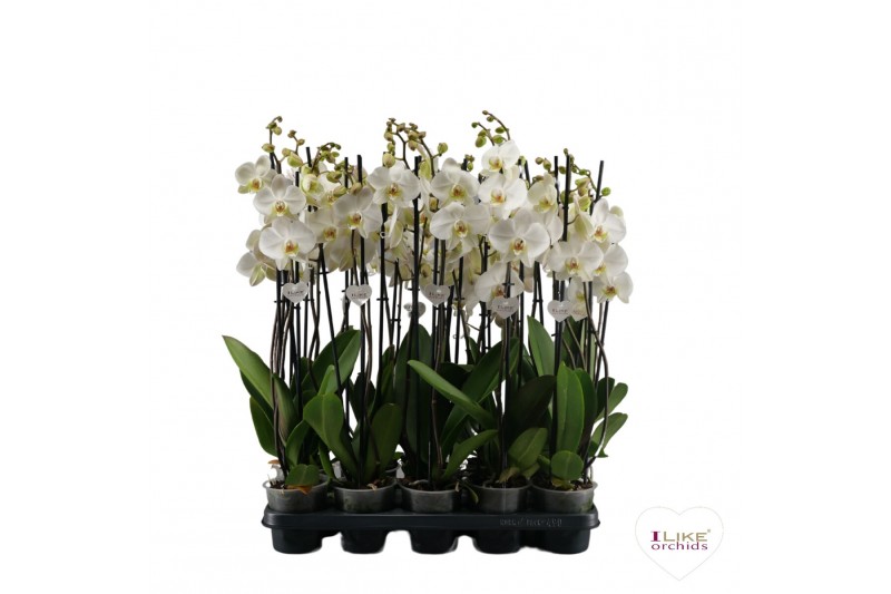 Phalaenopsis wit Phalaenopsis wit-gele lip - 3 tak 80cm 12 bl. 2 tak/p 