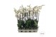 Phalaenopsis wit Phalaenopsis wit-gele lip - 3 tak 80cm 12 bl. 2 tak/p 