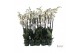 Phalaenopsis wit Phalaenopsis wit-gele lip - 3 tak 80cm 12 bl. 2 tak/p 