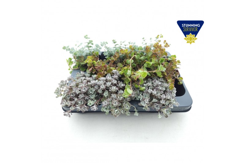 Sedum mix xl 