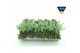 Sedum mix xl 