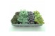 Sedum mix xl 