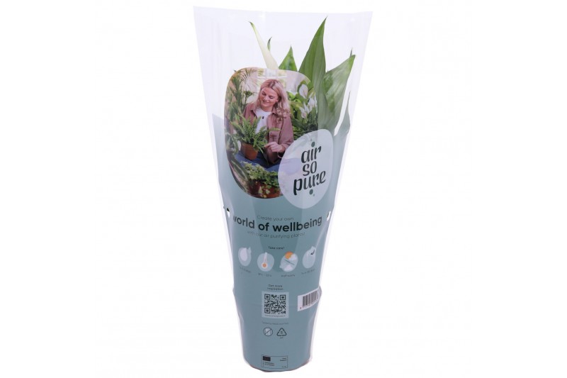 Spathiphyllum pearl cupido Air So Pure - 