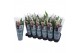 Spathiphyllum pearl cupido Air So Pure - 