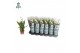 Spathiphyllum pearl cupido Air So Pure - 