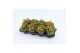Bidens beedance painted yellow Bidens Beedance Yellow Red 1 pp 