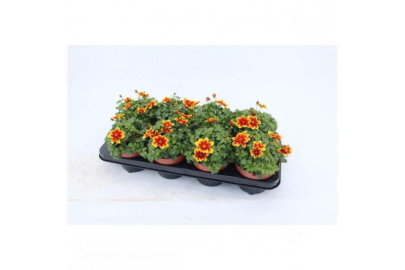 Bidens beedance painted yellow Bidens Beedance Yellow Red 1 pp 