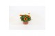 Bidens beedance painted yellow Bidens Beedance Yellow Red 1 pp 