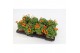 Bidens beedance painted yellow Bidens Beedance Yellow Red 1 pp 