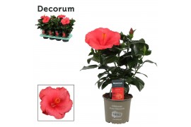 Hibiscus rosa-sinensis kandy Decorum roze