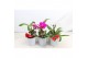 Cattleya mix kleinbloemig 1 tak 