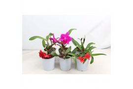 Cattleya mix kleinbloemig 1 tak