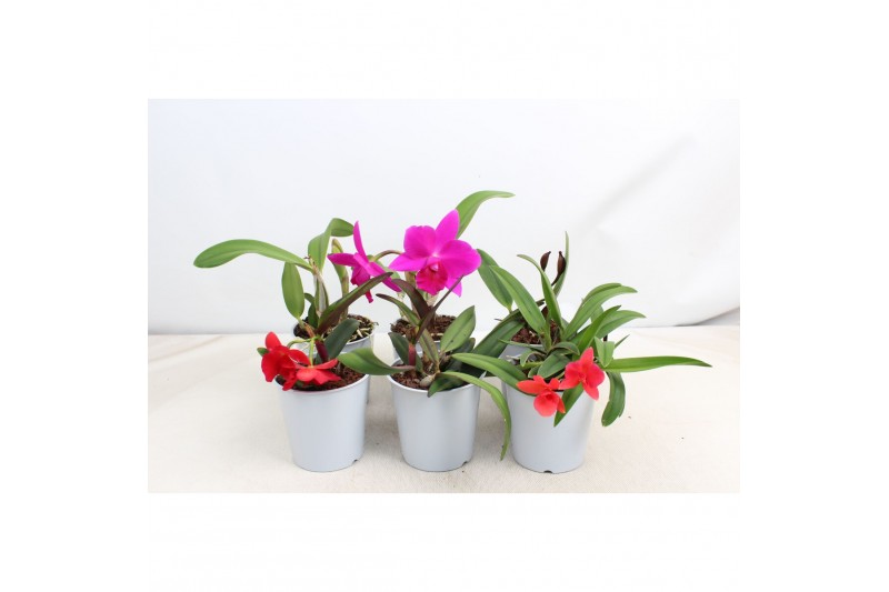 Cattleya mix kleinbloemig 1 tak 