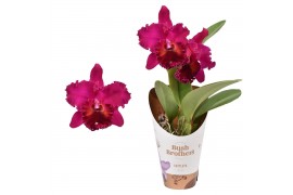 Cattleya grootbloemig mix 1 tak 2 knop