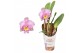 Cattleya Cattleya grootbloemig mix 1 tak 1 knop 12 cm 