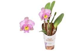 Cattleya Cattleya grootbloemig mix 1 tak 1 knop 12 cm