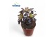 Aeonium Aeonium Schwartzkopf Bonsai 1 pp 