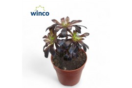 Aeonium Aeonium Schwartzkopf Bonsai 1 pp
