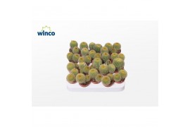 Cactus Notocactus Leninghausii