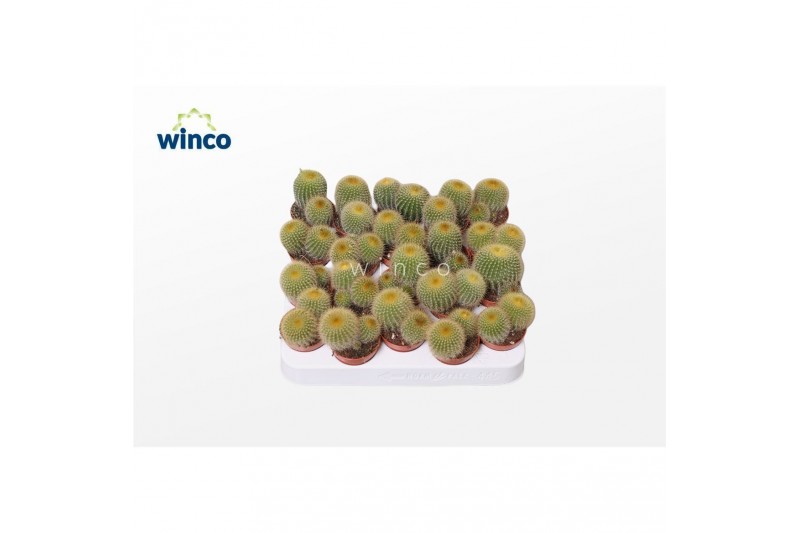 Cactus Notocactus Leninghausii 
