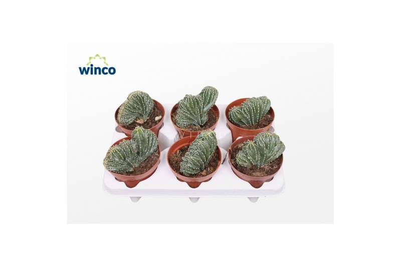 Cactus Marginatocereus Marginatus Cristata Cactus Marginatocereus Marginatus Cristata