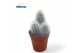 Cactus Espostoa Senilis 