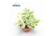 Cotyledon tomentosa ladismithiensis white panda Variagata 