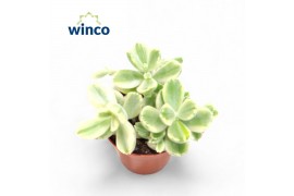 Cotyledon tomentosa ladismithiensis white panda Variagata