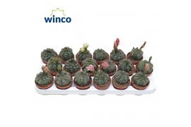 Gymnocalycium baldianum Gymnocalycium Baldianum (flowering)