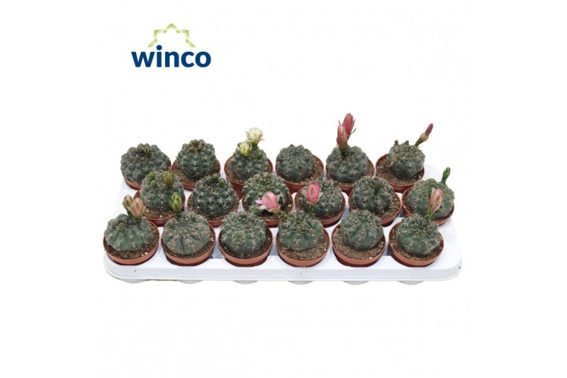 Gymnocalycium baldianum Gymnocalycium Baldianum (flowering) Gymnocalycium baldianum Gymnocalycium Baldianum (flowering)