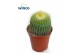 Parodia leninghausii Notocactus Leninghausi Inermis 