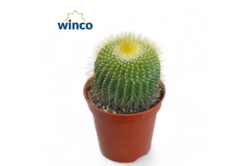 Parodia leninghausii Notocactus Leninghausi Inermis 
