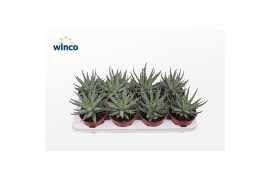 Aloe humilis