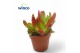 Crassula Capitella Campfire (red) 