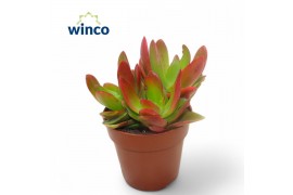 Crassula Capitella Campfire (red)