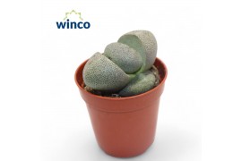 Lithops hookeri Pleiospilos Nelii