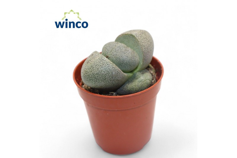 Lithops hookeri Pleiospilos Nelii 