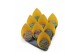 Lithops hookeri Lithops Mix (4spc.) (sierra) 1 pp 