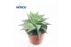 Haworthia limifolia twist 