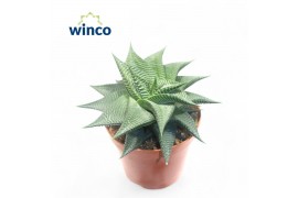 Haworthia limifolia twist