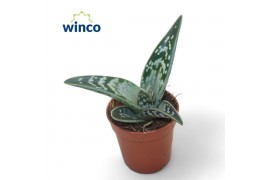 Aloe variegata