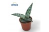 Aloe variegata