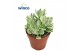 Crassula ovata variegata Rusby Variagata 