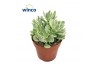 Crassula ovata variegata Rusby Variagata