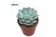 Echeveria Derenbergii Blue 